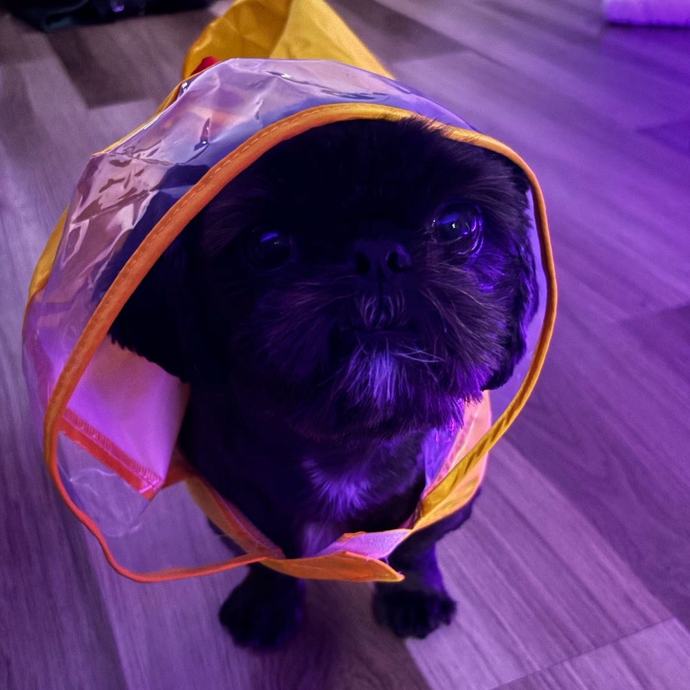 chicken hooded dog rainjacket